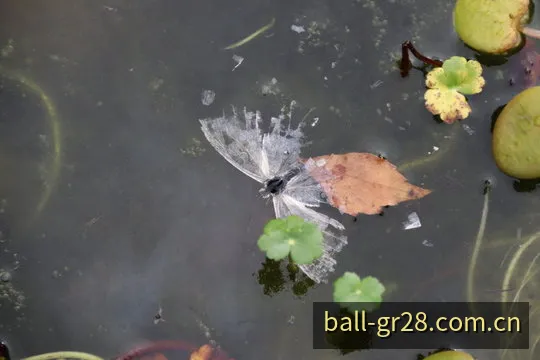 希腊28号码球数据计算与开奖核对